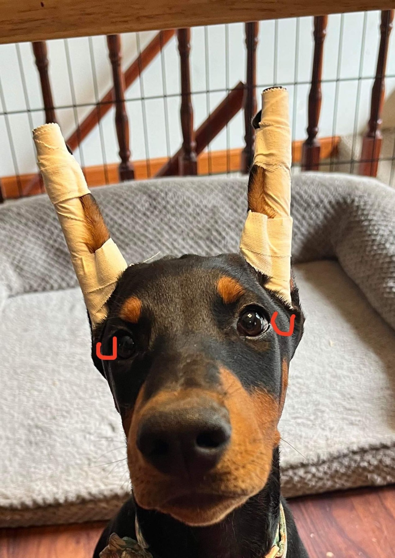 Ear Posting Help Vomfeuerdobermans